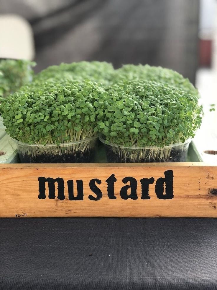 Fiery Mustard Microgreens